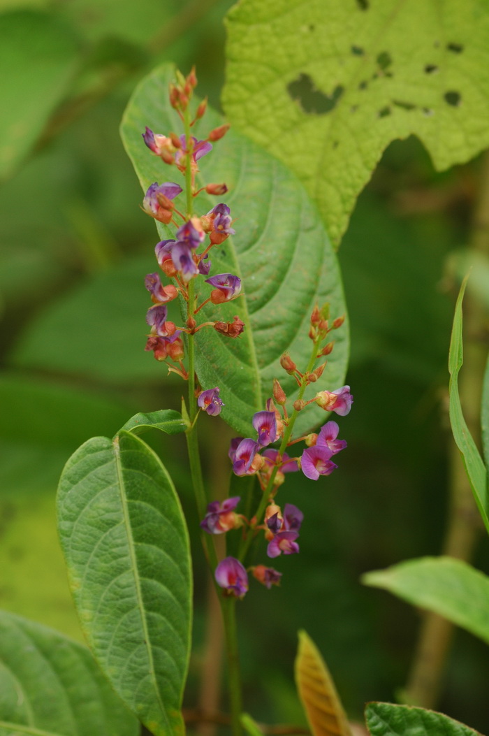 葫芦茶Tadehagi triquetrum 葫芦茶Tadehagi triquetrum