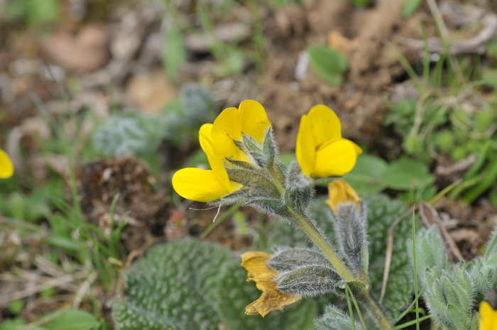 矮生野决明Thermopsis smithiana 矮生野决明Thermopsis smithiana