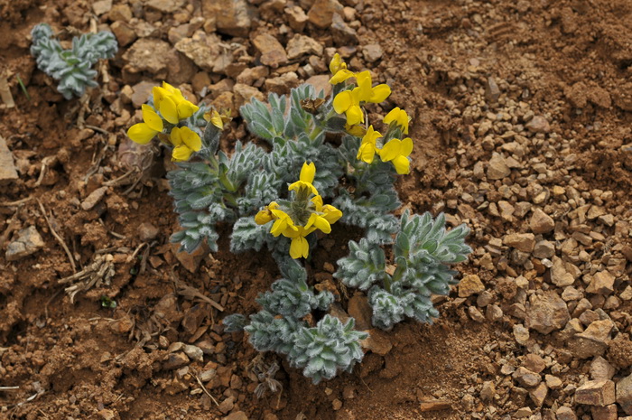 矮生野决明Thermopsis smithiana