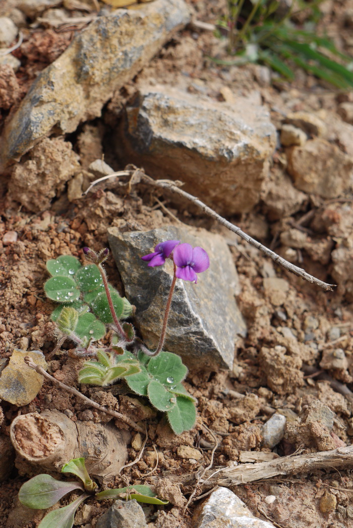 高山豆Tibetia yunnanensis 高山豆Tibetia yunnanensis