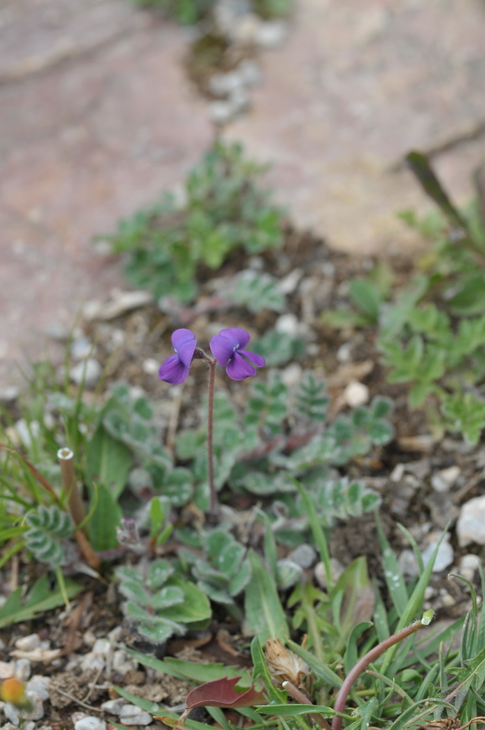 高山豆Tibetia yunnanensis