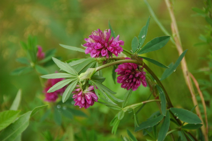野火球Trifolium lupinaster 野火球Trifolium lupinaster