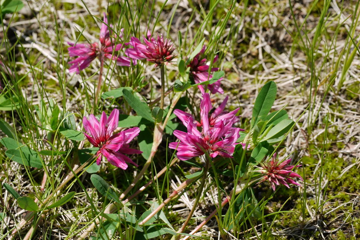野火球Trifolium lupinaster 野火球Trifolium lupinaster