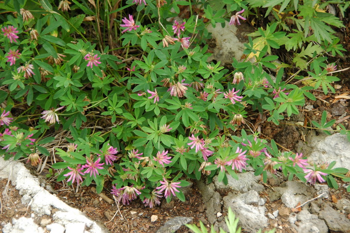 野火球Trifolium lupinaster