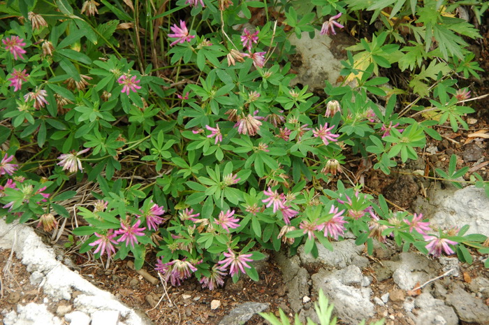野火球Trifolium lupinaster 野火球Trifolium lupinaster
