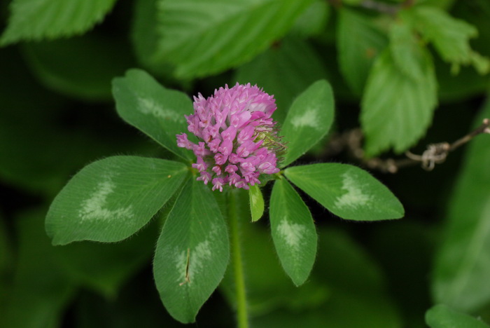 红花三叶草Trifolium pratense 红花三叶草Trifolium pratense