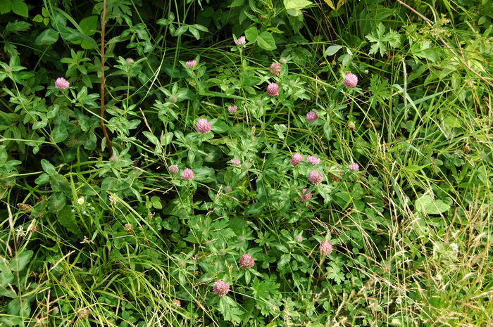 红花三叶草Trifolium pratense 红花三叶草Trifolium pratense