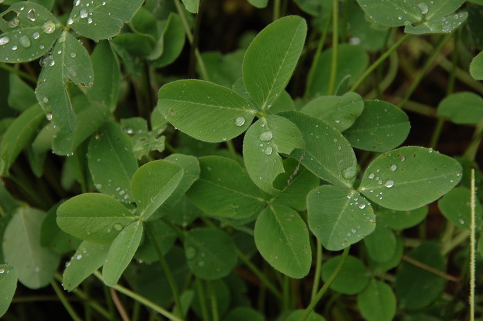 红花三叶草Trifolium pratense