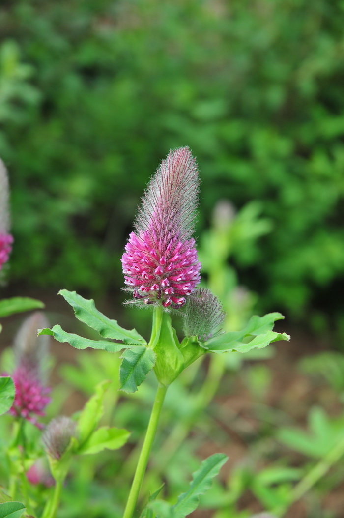 狸尾豆Uraria lagopodioides