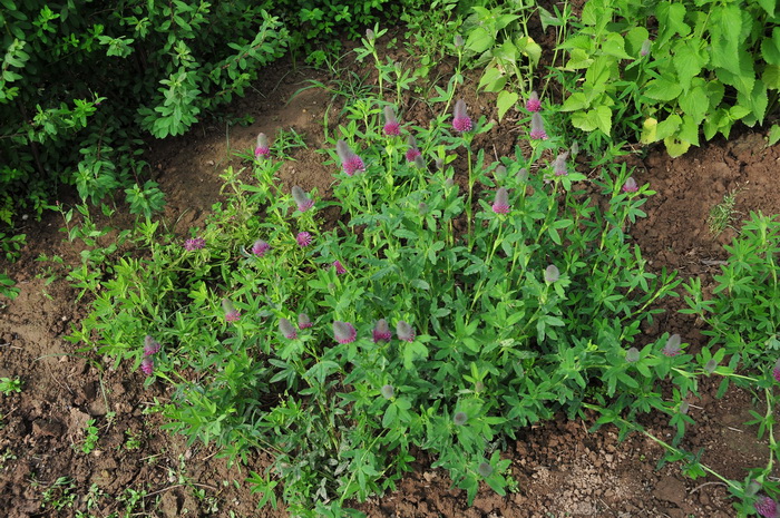 狸尾豆Uraria lagopodioides