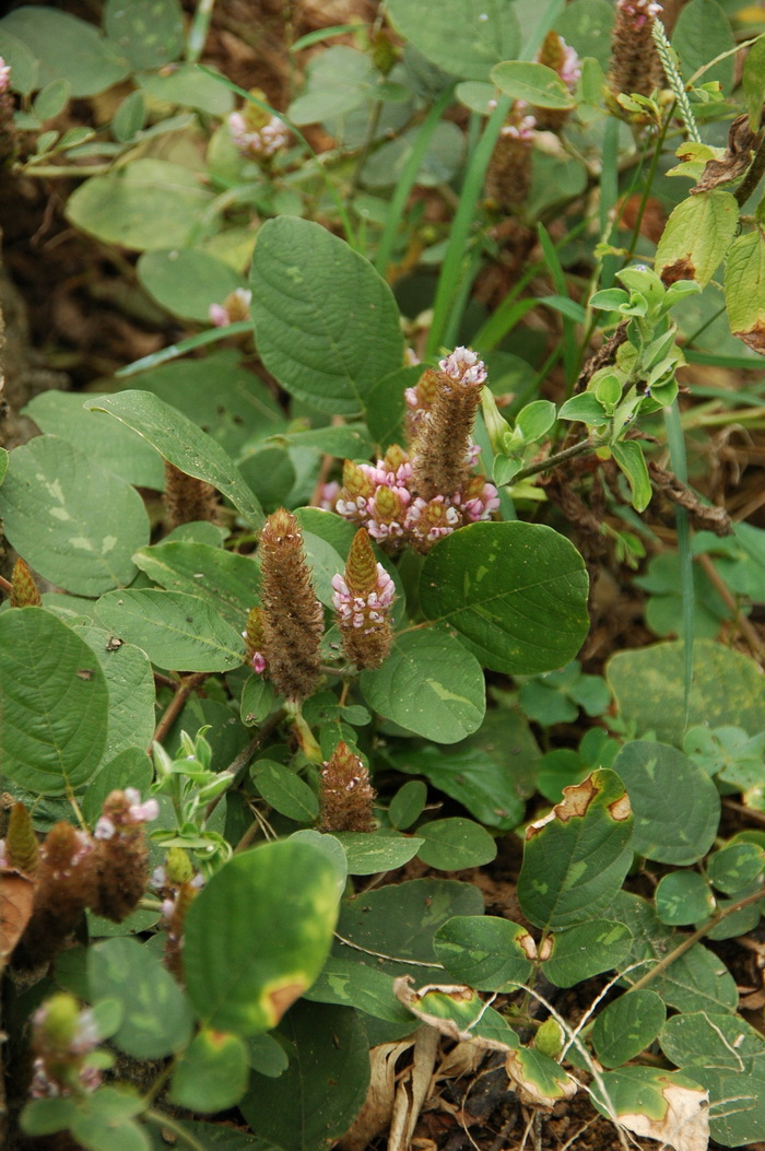 狸尾豆Uraria lagopodioides