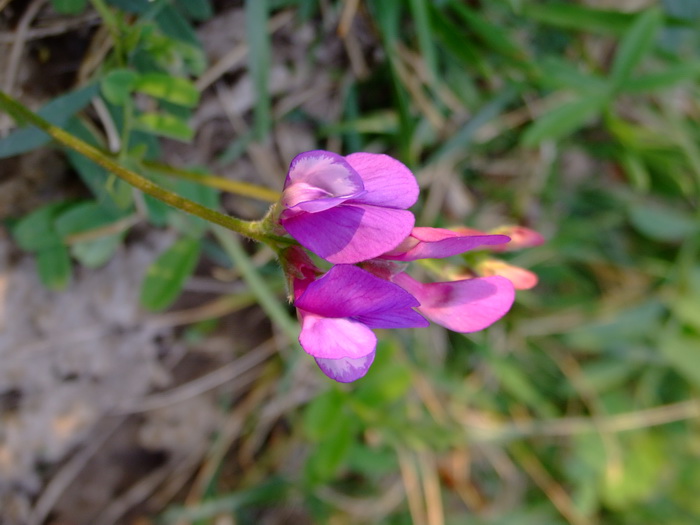 山野豌豆Vicia amoena 山野豌豆Vicia amoena