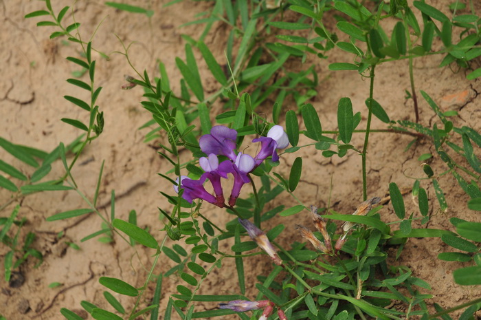 大花野豌豆Vicia bungei 大花野豌豆Vicia bungei