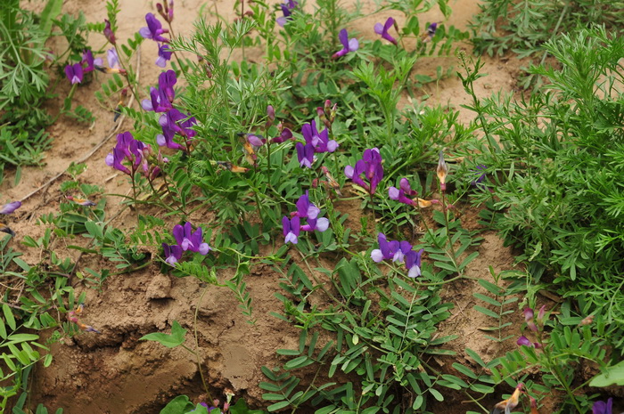大花野豌豆Vicia bungei 大花野豌豆Vicia bungei