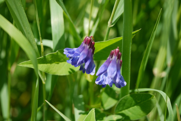 北野豌豆Vicia ramuliflora