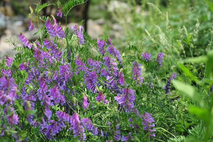 广布野豌豆Vicia cracca 广布野豌豆Vicia cracca