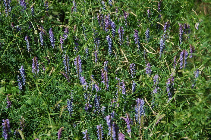 广布野豌豆Vicia cracca 广布野豌豆Vicia cracca