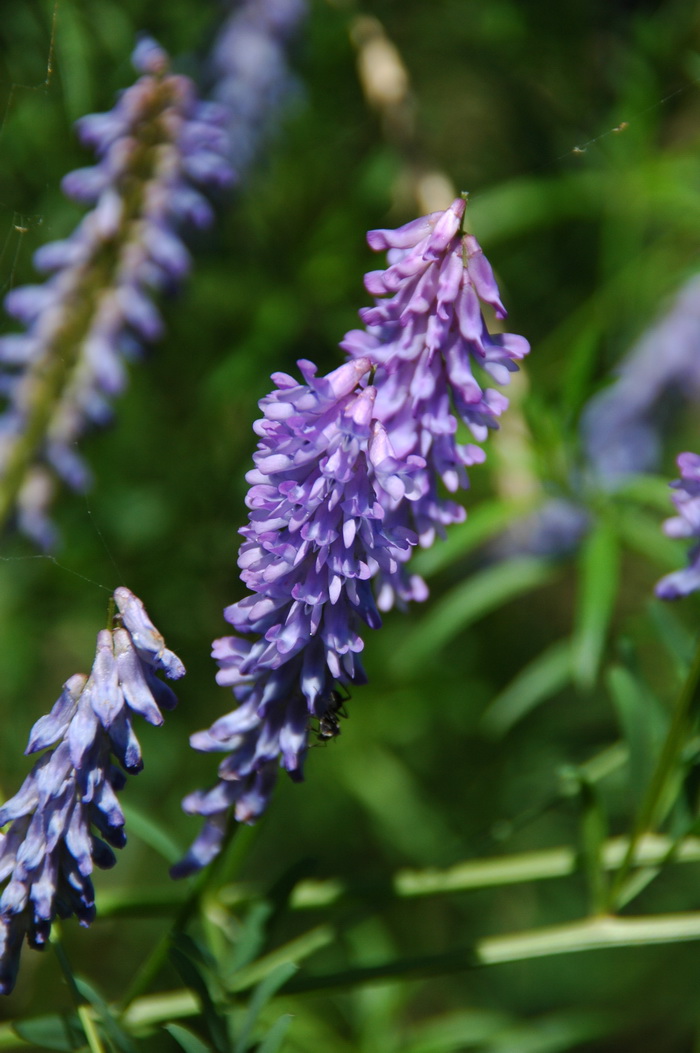 广布野豌豆Vicia cracca 广布野豌豆Vicia cracca