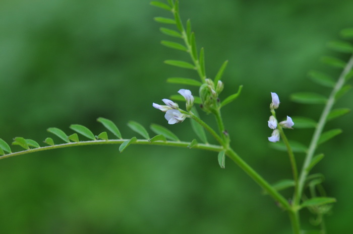 小巢菜Vicia hirsuta 小巢菜Vicia hirsuta