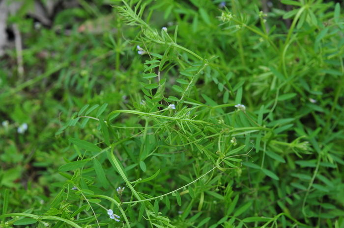 小巢菜Vicia hirsuta 小巢菜Vicia hirsuta
