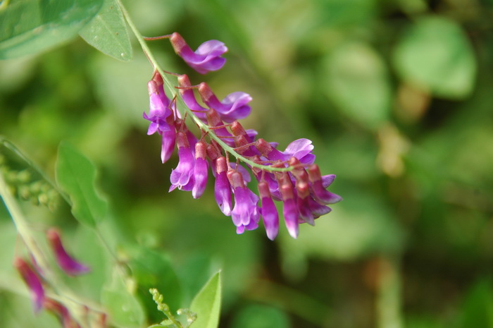 大叶野豌豆Vicia pseudorobus