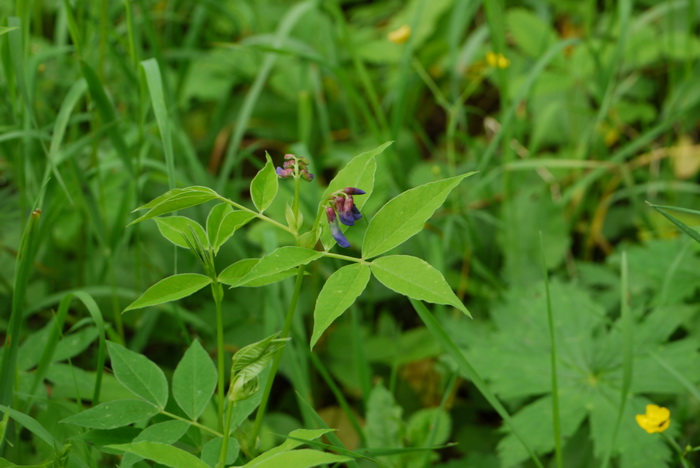 北野豌豆Vicia ramuliflora