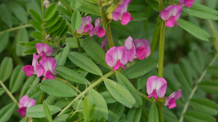 大巢菜Vicia sativa 大巢菜Vicia sativa