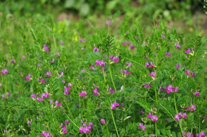 大巢菜Vicia sativa 大巢菜Vicia sativa