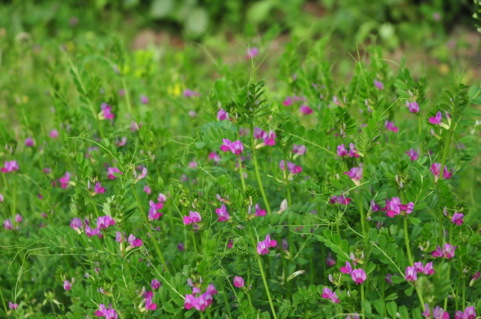 大巢菜Vicia sativa