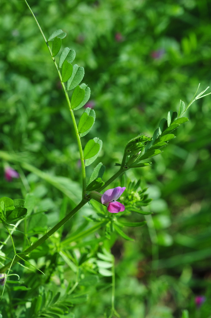 大巢菜Vicia sativa