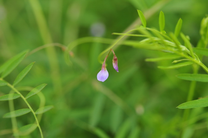 四籽野豌豆Vicia tetrasperma