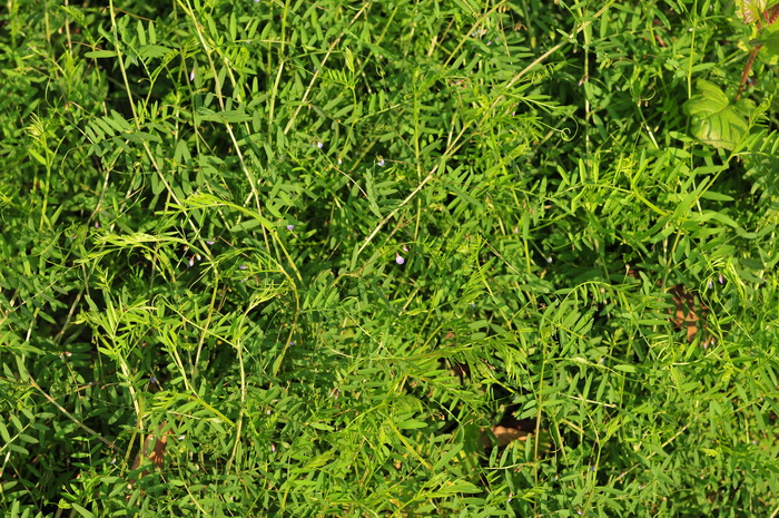 四籽野豌豆Vicia tetrasperma
