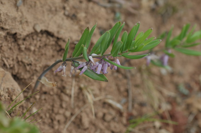 康定玉竹Polygonatum prattii 康定玉竹Polygonatum prattii