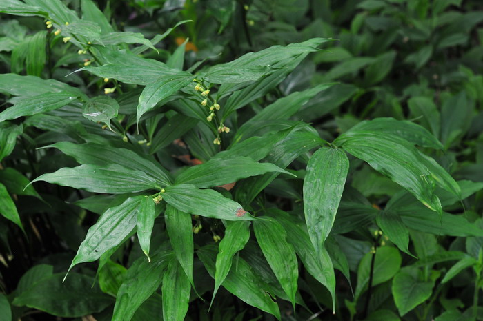 点花黄精 Polygonatum punctatum 点花黄精 Polygonatum punctatum