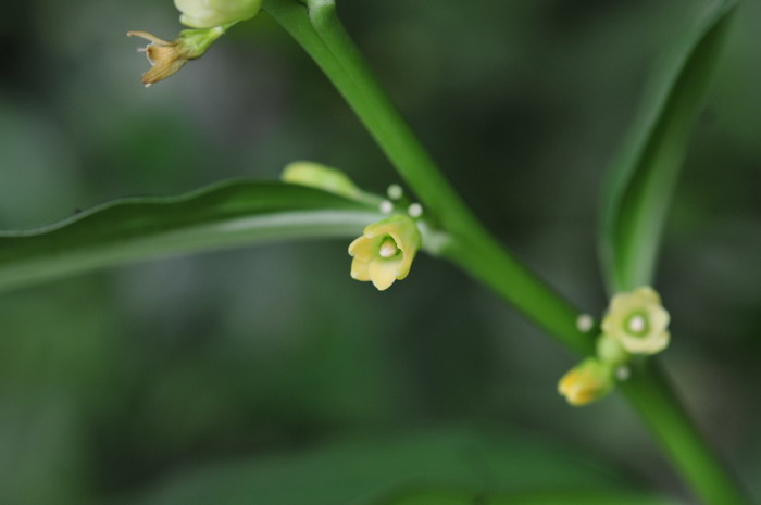 点花黄精 Polygonatum punctatum 点花黄精 Polygonatum punctatum