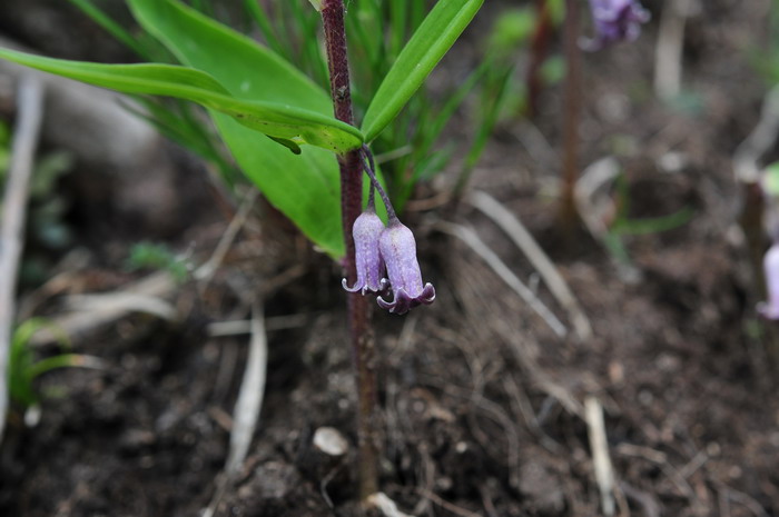 轮叶黄精Polygonatum verticillatum 轮叶黄精Polygonatum verticillatum