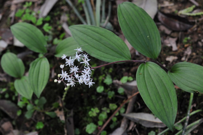 鹿药Maianthemum japonicum 鹿药Maianthemum japonicum