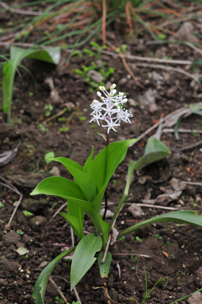 白穗花Speirantha gardenii 白穗花Speirantha gardenii