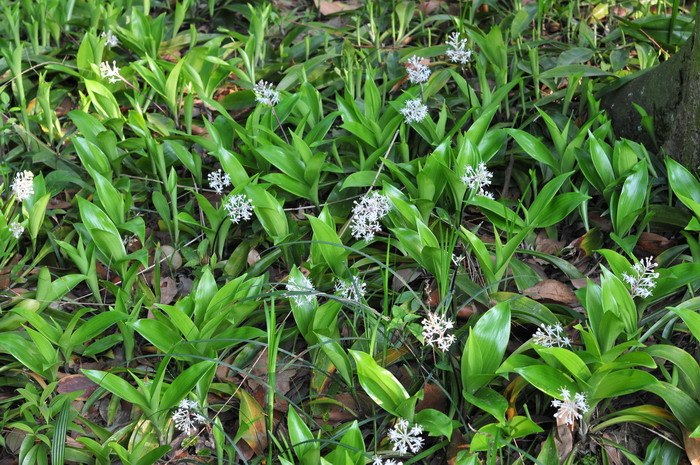 白穗花Speirantha gardenii
