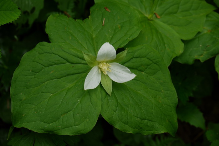 白花延龄草Trillium camschatcense 白花延龄草Trillium camschatcense