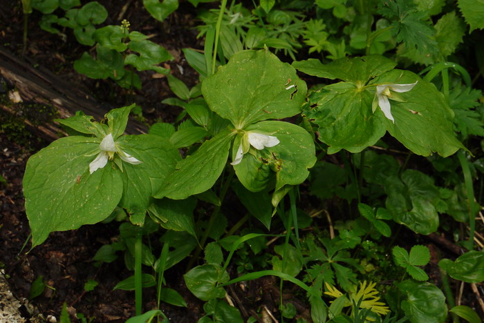 白花延龄草Trillium camschatcense 白花延龄草Trillium camschatcense