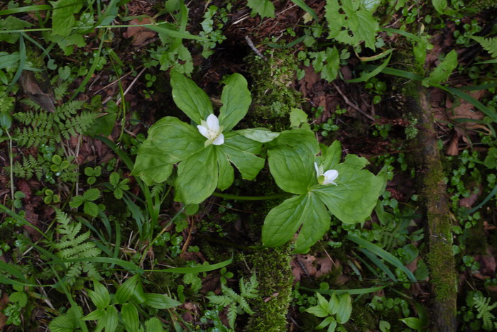白花延龄草Trillium camschatcense 白花延龄草Trillium camschatcense
