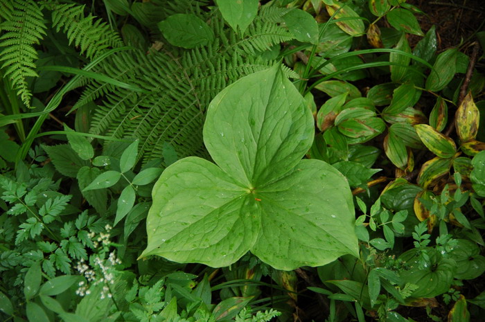 白花延龄草Trillium camschatcense