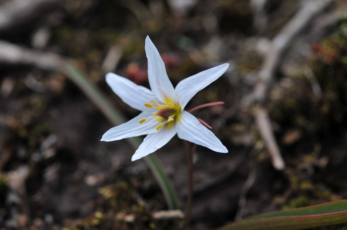 老鸦瓣Tulipa edulis 老鸦瓣Tulipa edulis