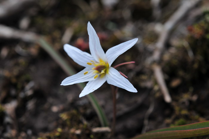 老鸦瓣Tulipa edulis