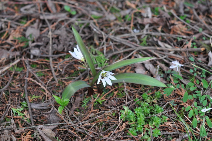 老鸦瓣Tulipa edulis