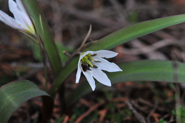 老鸦瓣Tulipa edulis