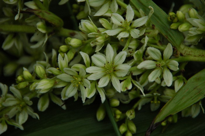 兴安藜芦Veratrum dahuricum 兴安藜芦Veratrum dahuricum