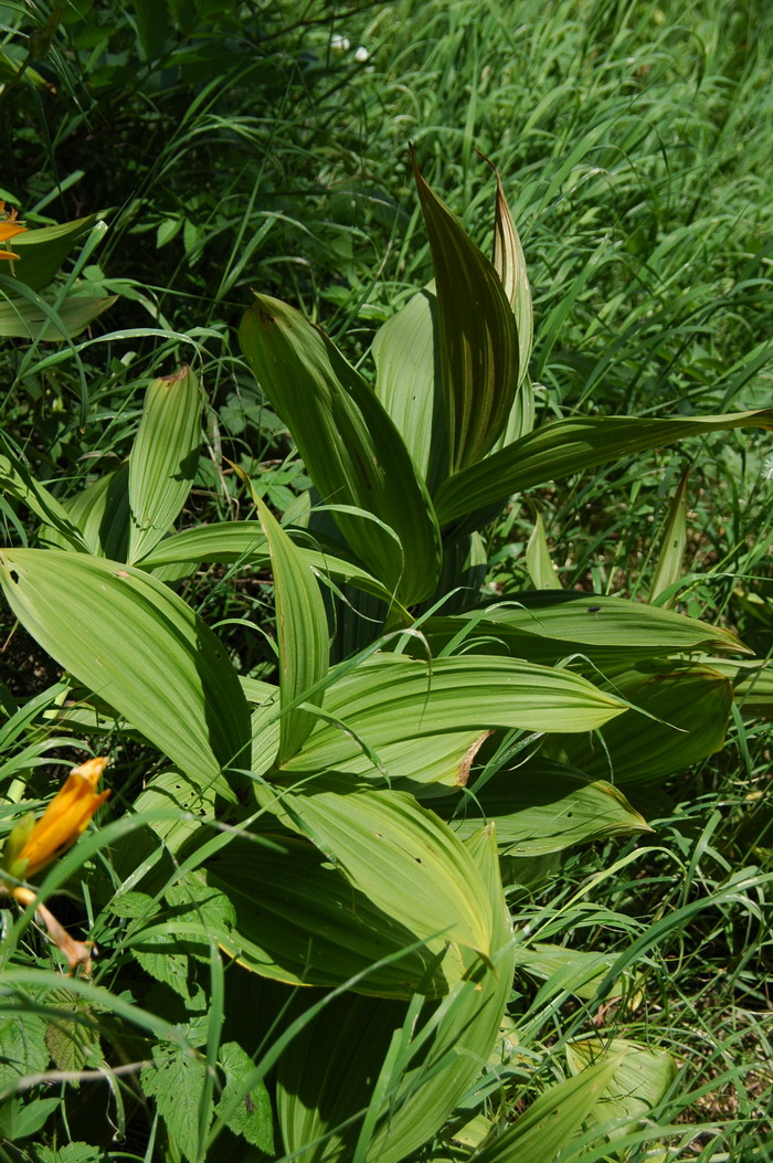 兴安藜芦Veratrum dahuricum 兴安藜芦Veratrum dahuricum