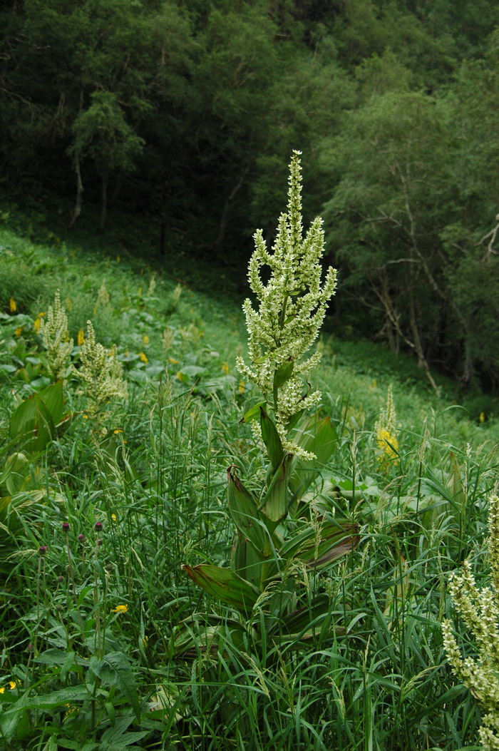 兴安藜芦Veratrum dahuricum 兴安藜芦Veratrum dahuricum